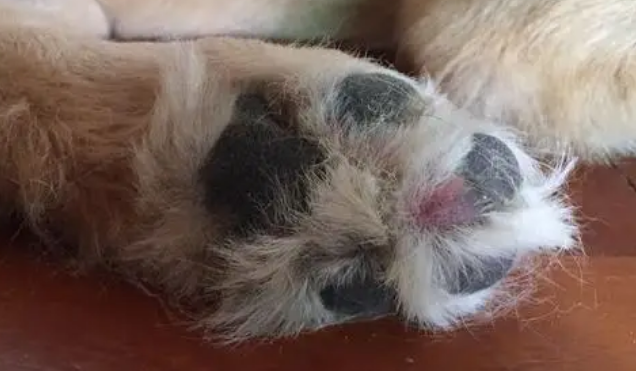 大脚趾黑紫是怎么了 大脚趾黑紫是怎么了