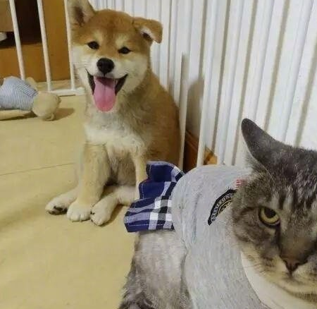 给猫咪找只柴犬做伴，反转却让猫猝不及防，猫：铲屎的，啥意思？