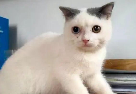 净梵猫怎么看品相？看这几点就可以