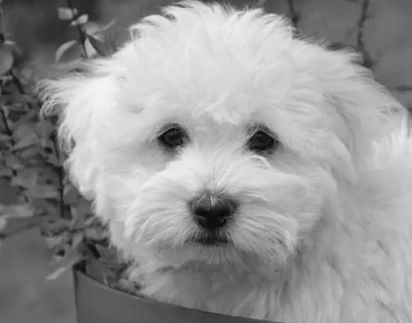 注意!璧山人请重视:32种犬禁养,13件事不能做! 注意!璧山人请重视:32种犬禁养,13件事不能做!