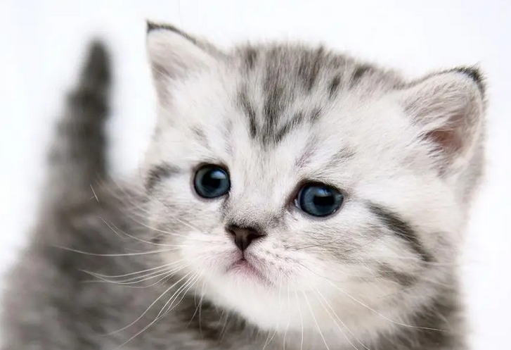 猫是完美的动物,以下是科学家给出的原因 猫是完美的动物,以下是科学家给出的原因