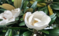 广玉兰花的寓意和象征