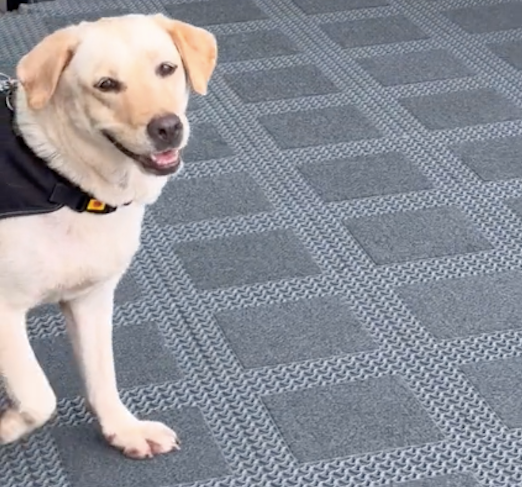 搜爆犬上班时表情严肃，下班后立马就放飞自我了