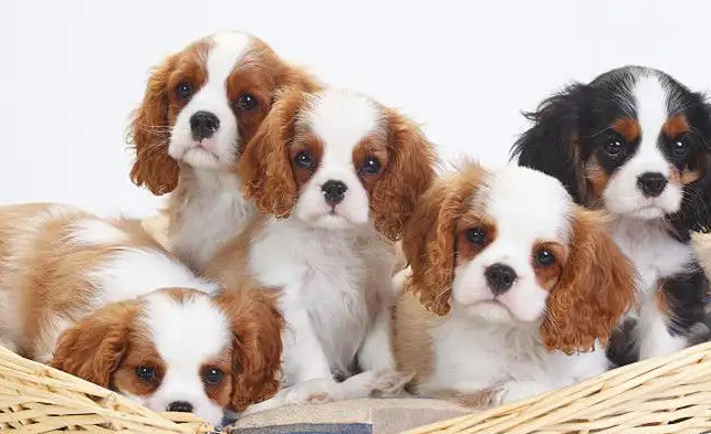 查理王犬有几种颜色