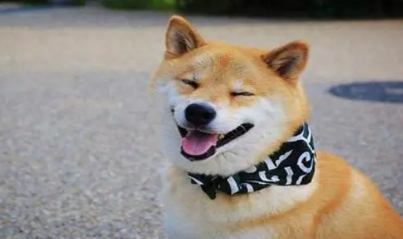 柴犬体重与食量对照表 柴犬体重与食量对照表