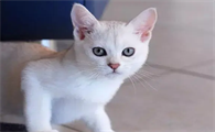 波米拉猫性格怎样？气质优雅，个性友善