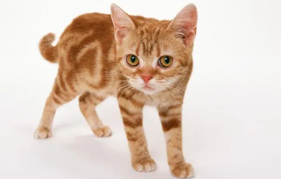 猫咪对人的爱超出想象 只是常常被误会