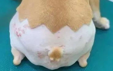 有些法斗别看表面正正经经的，其实背地里没穿内裤...