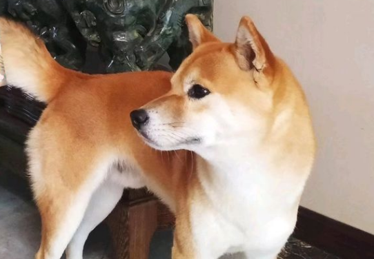 柴犬不喜欢出去,它觉得在家可以睡觉 柴犬不喜欢出去,它觉得在家可以睡觉