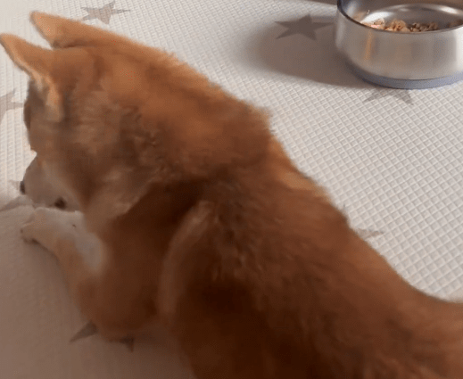 胆小柴犬绝食一个月！为了治好它主人把边牧丢了？ 