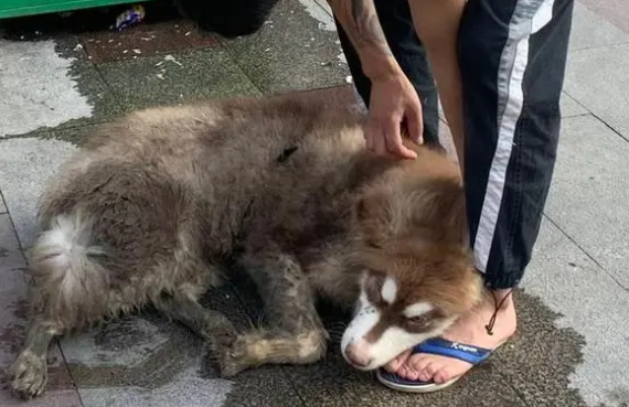 杭州一条雪橇犬被困在小区2楼平台上哀嚎，居民纳闷：它怎么上去的？