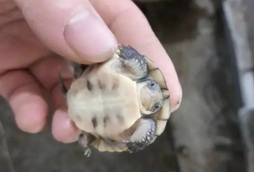 为什么要选牙底小青龟？应该怎么饲养
