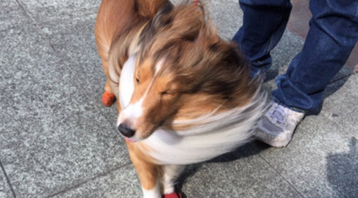 风一般的牧羊犬~