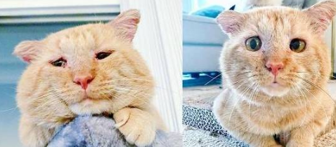 房东禁止养猫,她于是将猫咪照片发出去,猫咪的颜值让房东秒妥协 房东禁止养猫,她于是将猫咪照片发出去,猫咪的颜值让房东秒妥协