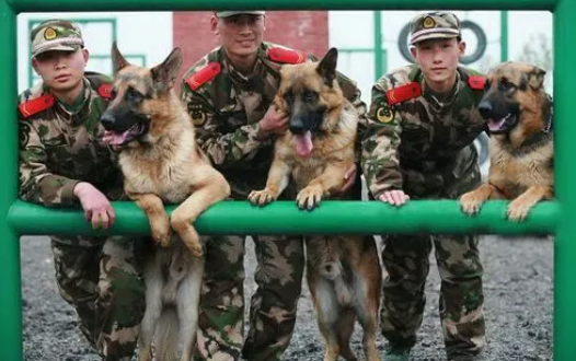 铁警神犬“汪汪队” 铁警神犬“汪汪队”