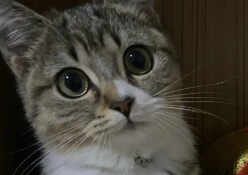 招财猫的来历和寓意 招财猫有什么寓意