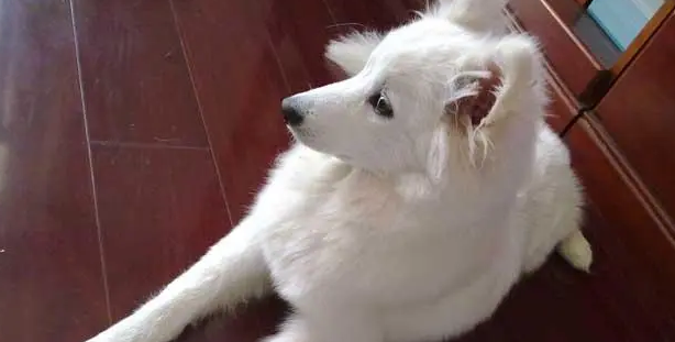 银狐犬几个月开始爆毛