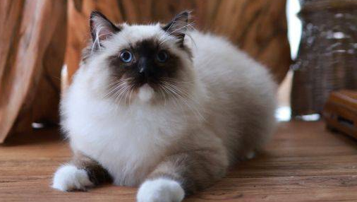 重点色布偶猫不为人知的秘密——MERLIN梅林森林布偶猫舍
