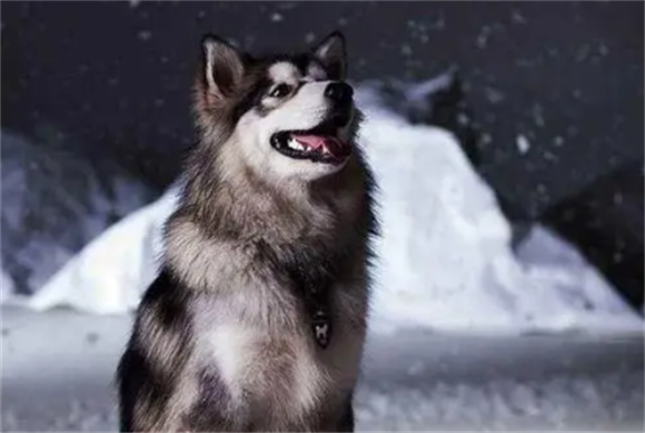 雪橇三傻谁最没攻击性