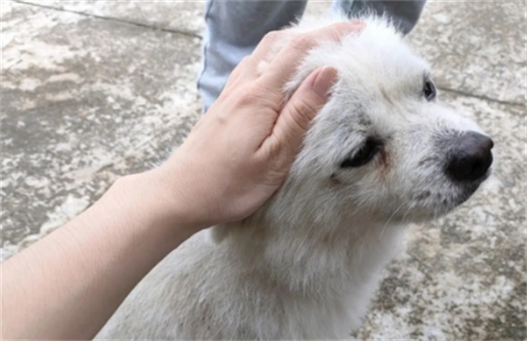 土狗什么尾巴是极品 土狗什么尾巴是极品