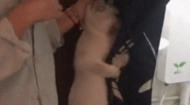 主人欲给猫咪洗澡,猫:我和我最后的倔强,握紧双手绝对不放 主人欲给猫咪洗澡,猫:我和我最后的倔强,握紧双手绝对不放