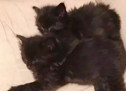 家里躲进两个小黑影,屋主刚拿起扫把,小黑猫兄弟主动认怂 家里躲进两个小黑影,屋主刚拿起扫把,小黑猫兄弟主动认怂