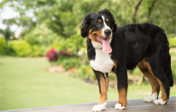 伯恩山犬好养吗