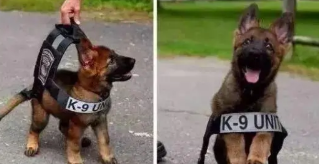 网友说他被一只警犬“盯”上了,当时心情特紧张! 网友说他被一只警犬“盯”上了,当时心情特紧张!