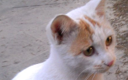 女子找回离家出走的猫咪,翻开它的爪子后,泣不成声! 女子找回离家出走的猫咪,翻开它的爪子后,泣不成声!