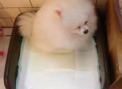 今天突然拉稀拉出血什么原因
