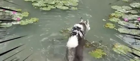 主人想帮二哈在河边拍张美照，结果下一秒……