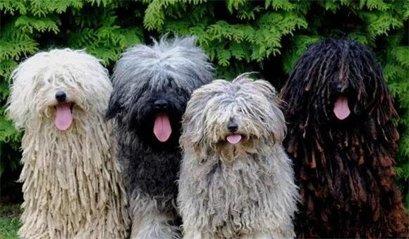 波利犬的形态特征,是活泼而有特技的犬 波利犬的形态特征,是活泼而有特技的犬