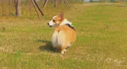 俄罗斯唯一一只柯基警犬退休 9岁的它将继续参加敏捷犬比赛 俄罗斯唯一一只柯基警犬退休 9岁的它将继续参加敏捷犬比赛
