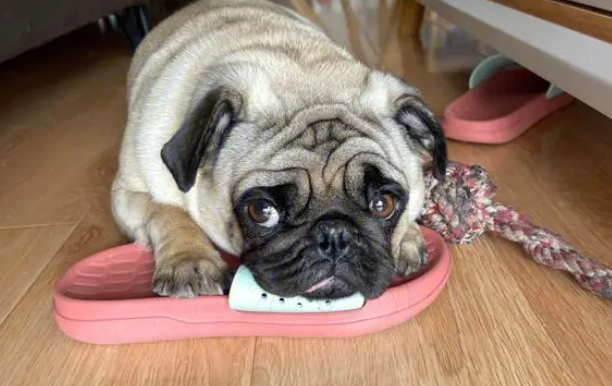 八哥犬多少钱一只 八哥犬多少钱一只