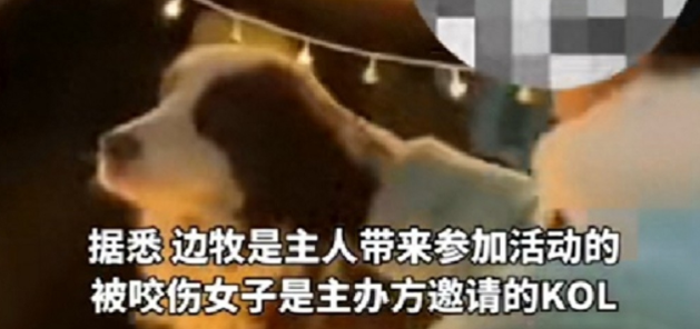 宠物狗,摸一下变撕咬,这是谁的锅? 宠物狗,摸一下变撕咬,这是谁的锅?