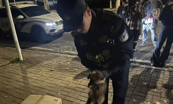 又像狐狸又像狗？ 热心市民救助受伤野生貉