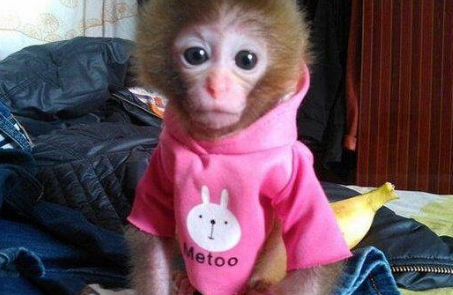 猴子穿衣服图片 猴子穿衣服图片