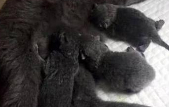蓝肥仔诞下四只小蓝猫，朋友闻讯争着要，看到小猫瞬间明白