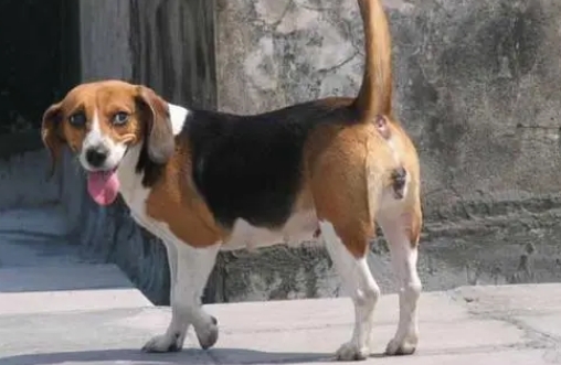 哈利犬和比格犬的区别图片