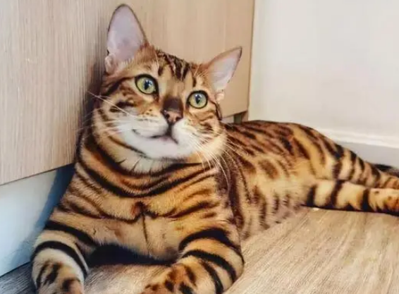 为什么孟加拉猫价格居高不下？离不开这几个原因