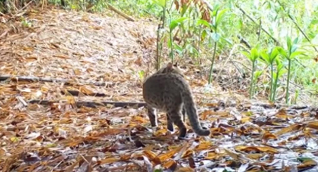 深圳一市民捡到“怪猫”，长有豹子的斑纹，眼神看起来十分凶狠