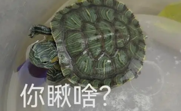 车厘龟表情包