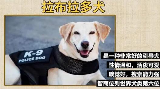 缉毒犬被警队开除，网友知道原因后笑喷了！
