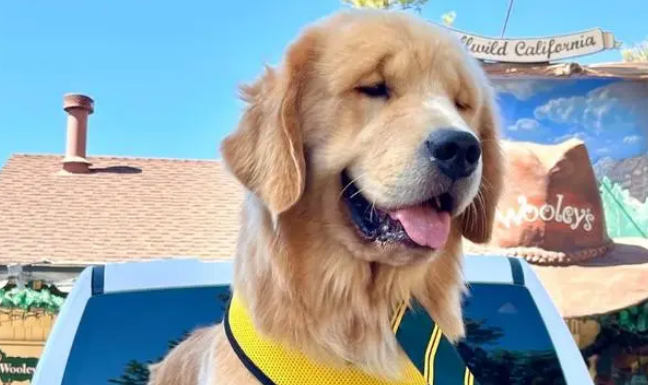 美国加州小城3任市长都是金毛犬 美国加州小城3任市长都是金毛犬