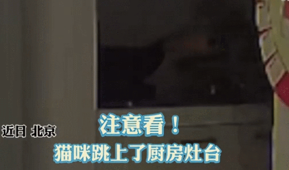 起猛了,小猫独自在家点火烧饭?
