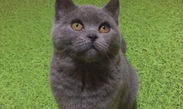 蓝猫为什么喜欢坐着 蓝猫为什么喜欢坐着