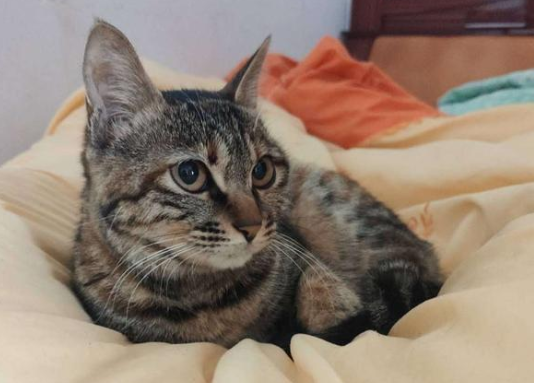 狸花猫纹路有哪些