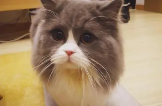 返祖现象?猫咪返祖会有这些表现哦 返祖现象?猫咪返祖会有这些表现哦