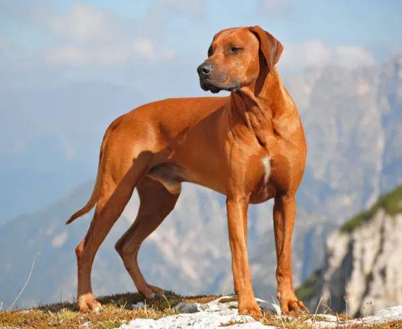 罗得西亚脊背犬怎么喂养？自制狗粮方法