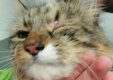猫咪回家后一只眼睛睁不开，带猫咪去检查，发现是被人用胶水黏住